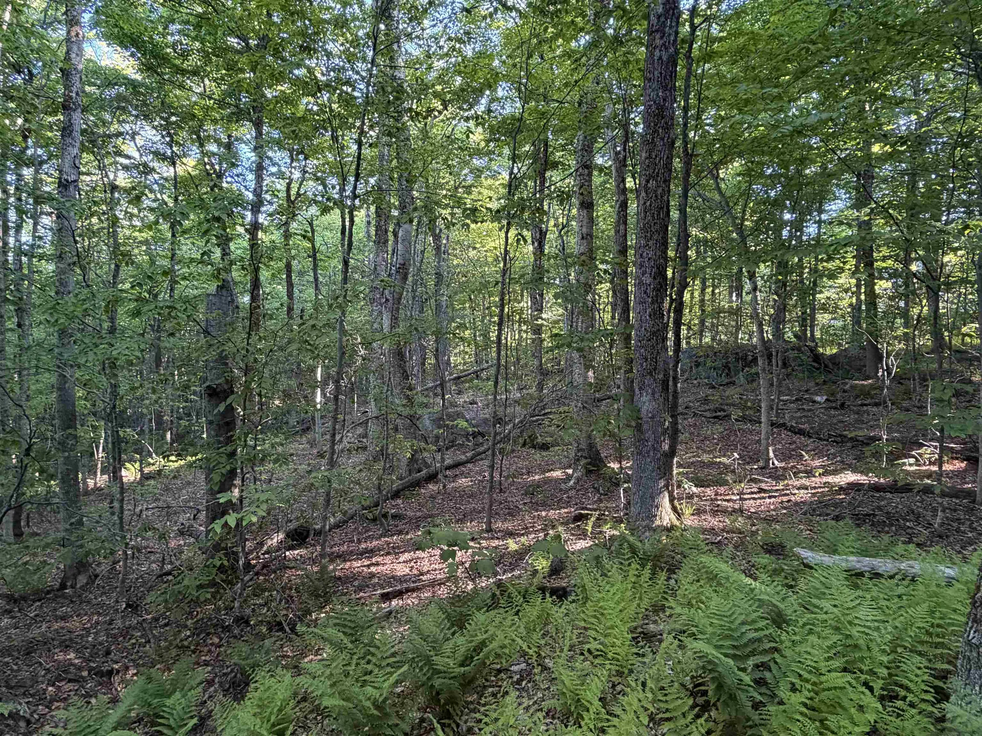 Scattered Timber Road Wilmington VT 05363