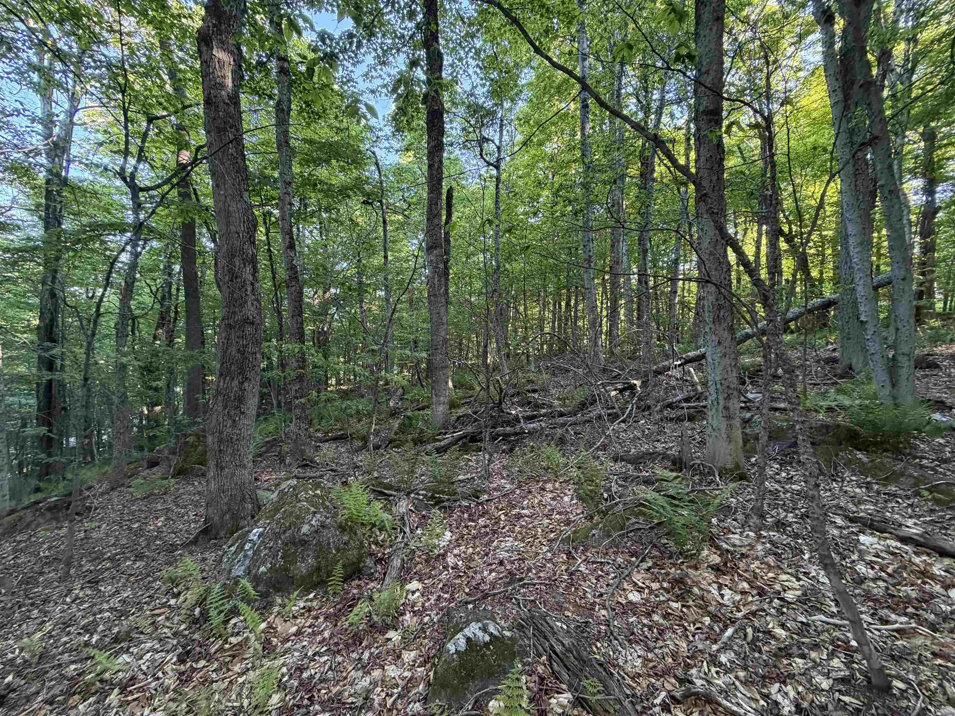 Scattered Timber Road Wilmington VT 05363