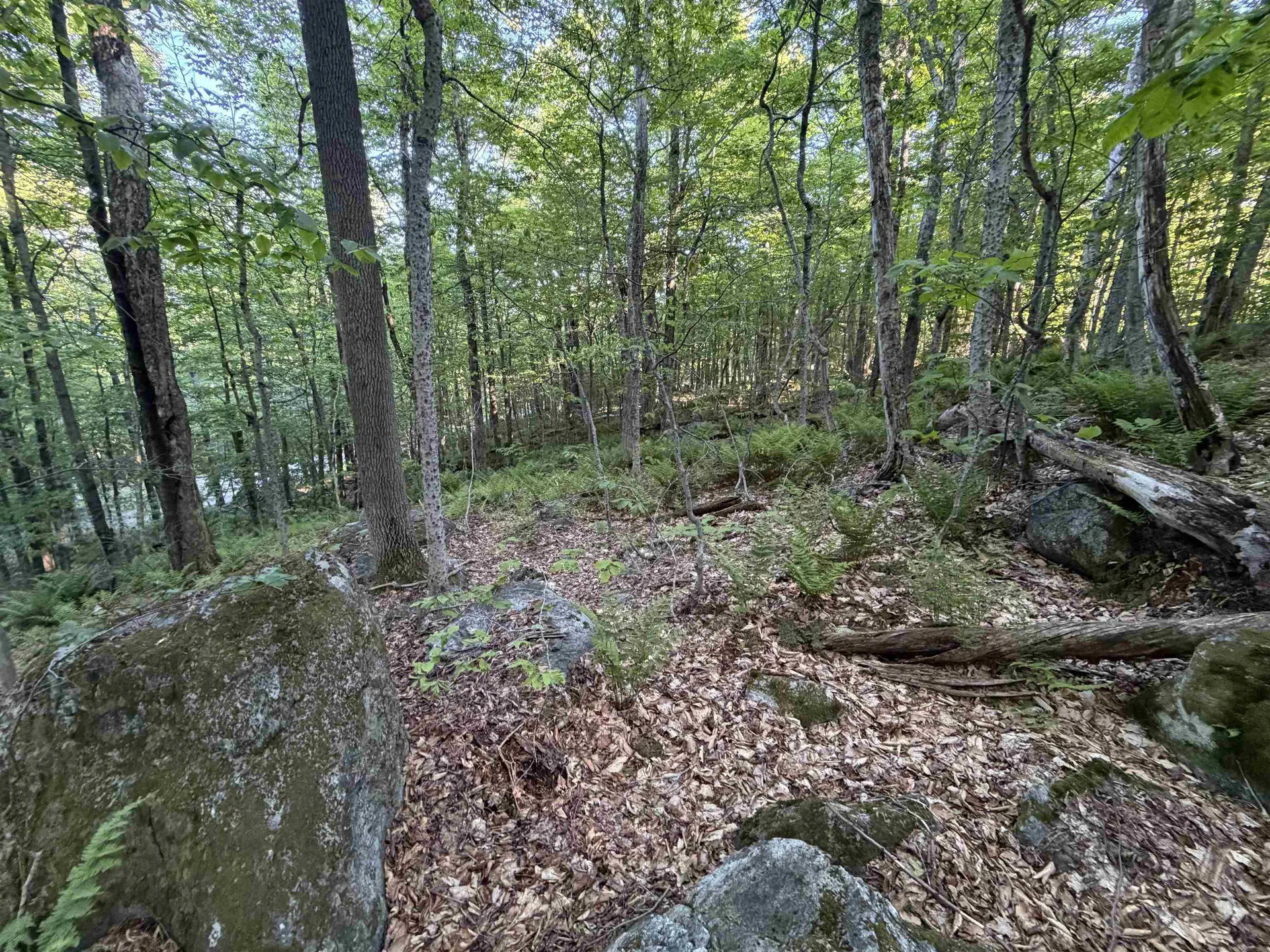 Scattered Timber Road Wilmington VT 05363