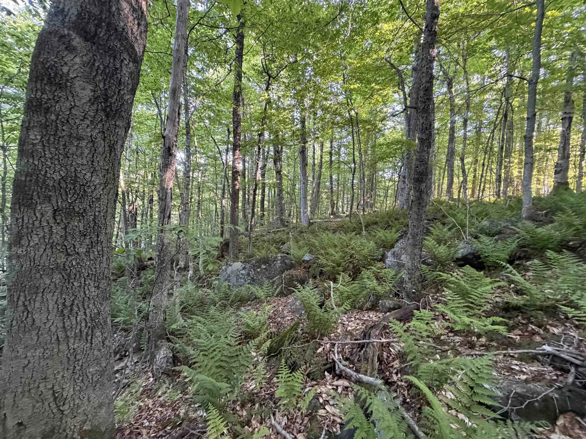 Scattered Timber Road Wilmington VT 05363