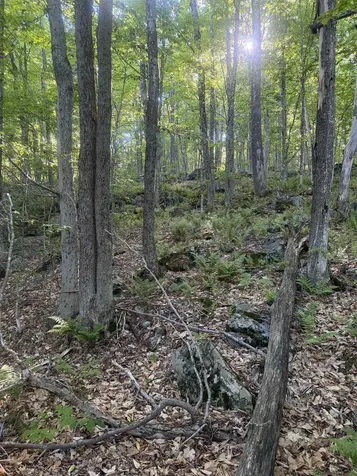 Scattered Timber Road Wilmington VT 05363