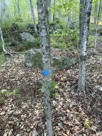 Scattered Timber Road Wilmington VT 05363
