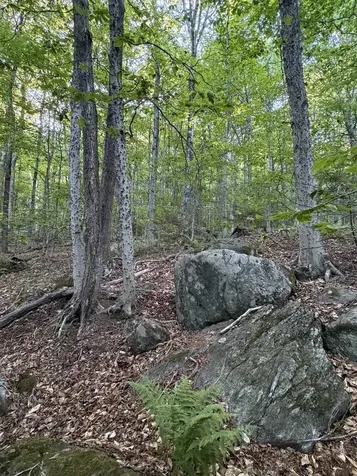Scattered Timber Road Wilmington VT 05363