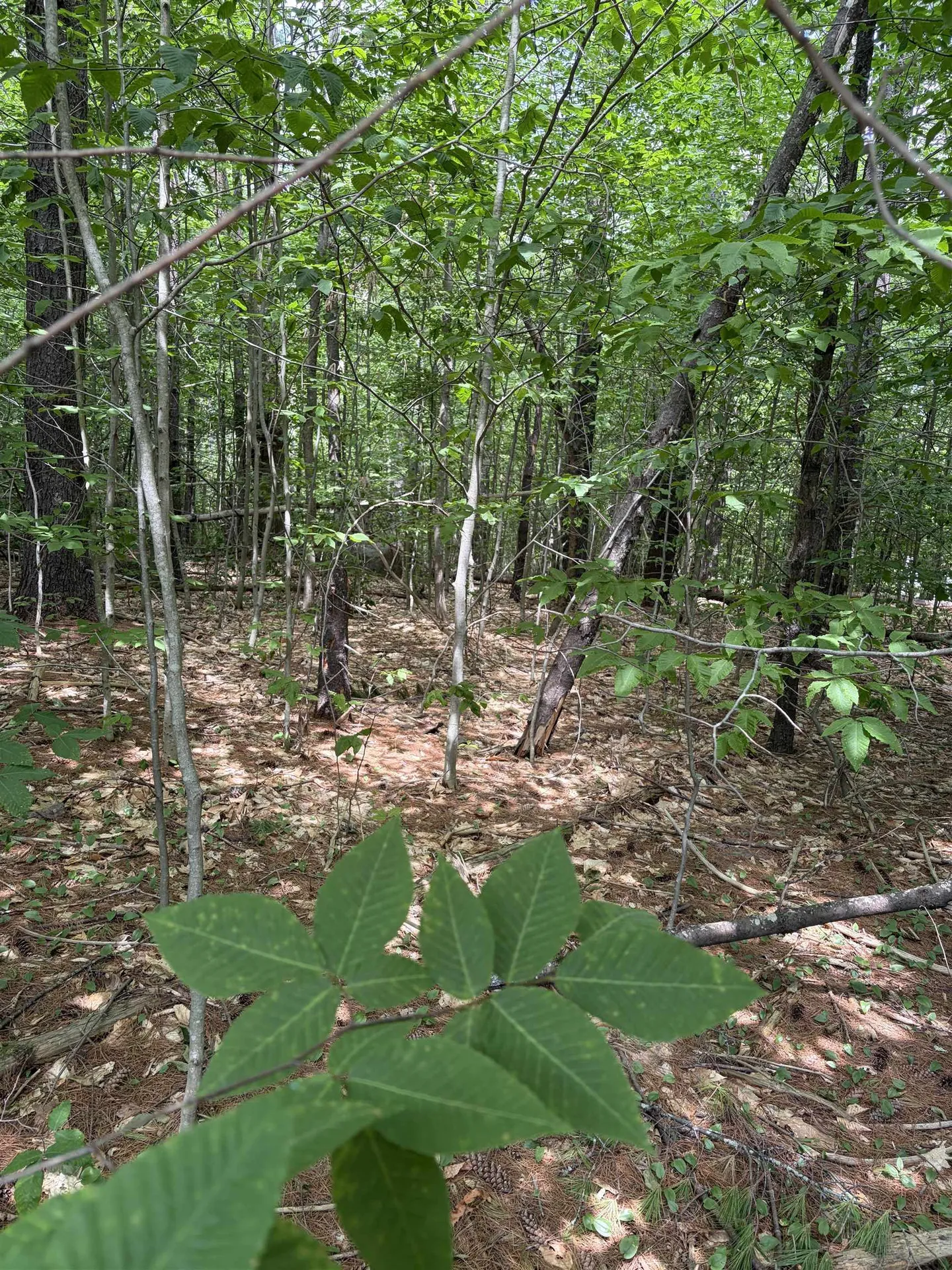 Tbd Mt Surprise Road Bartlett NH 03812