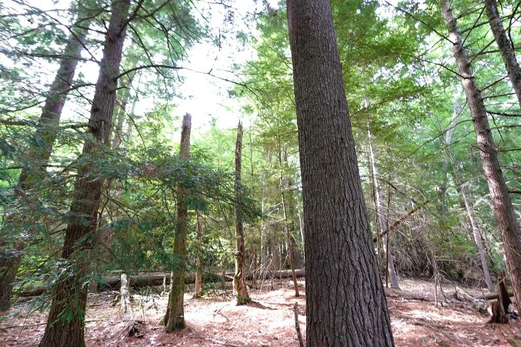 00 Forrest Drive Marlborough NH 03455