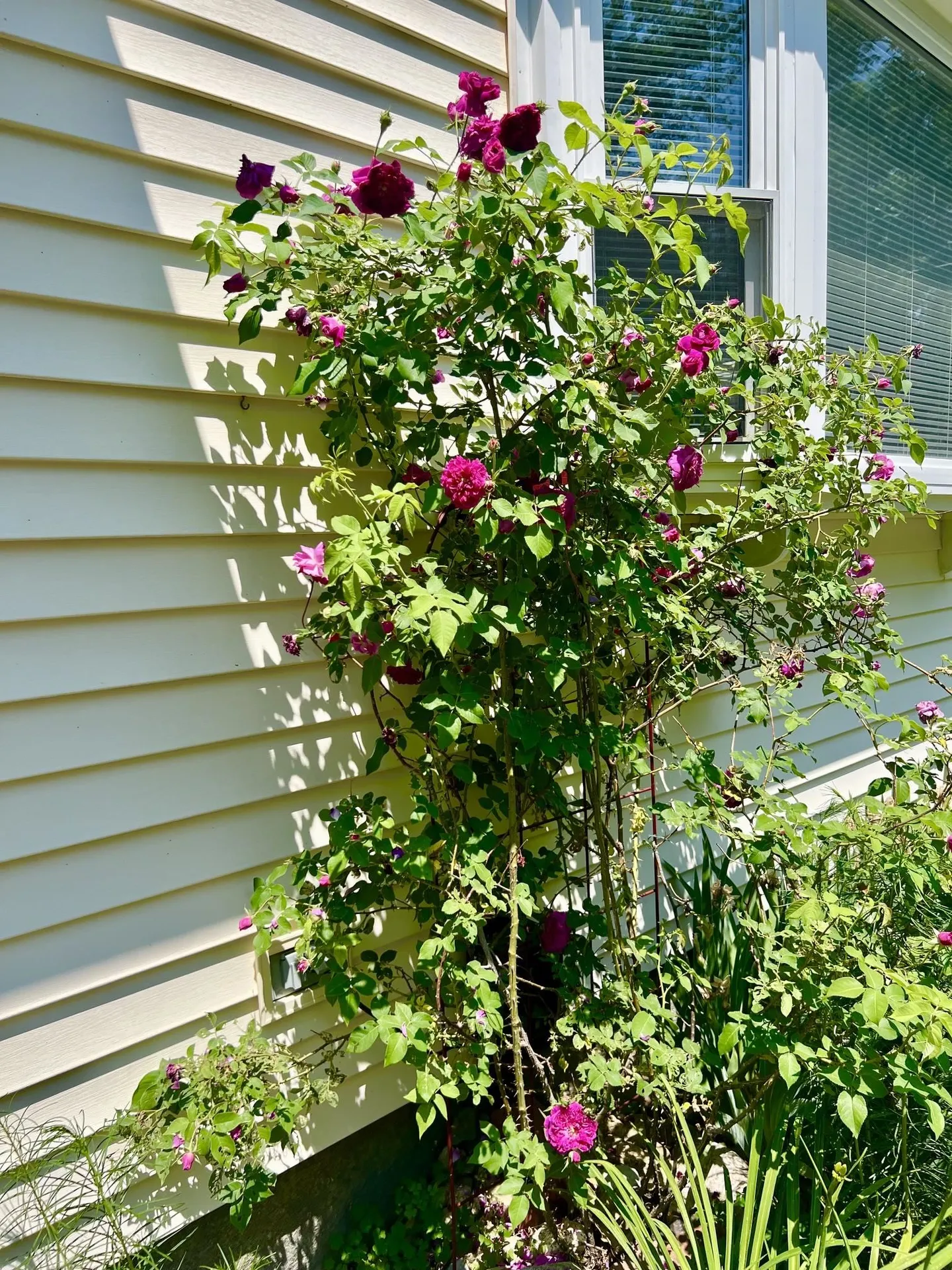 29 Spaulding Street Milford NH 03055