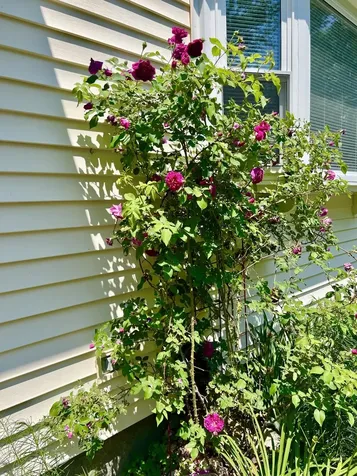 29 Spaulding Street Milford NH 03055