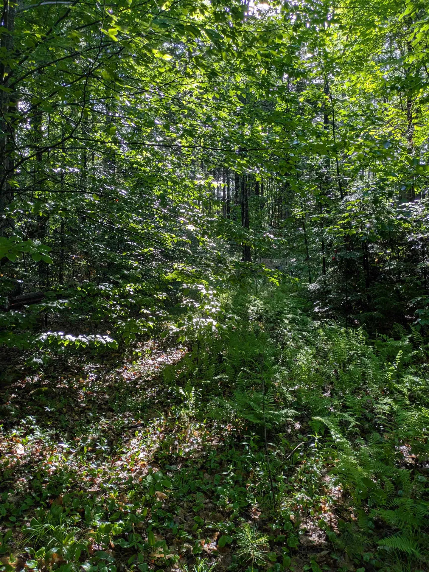 128 Brock Hill Road Grafton NH 03240
