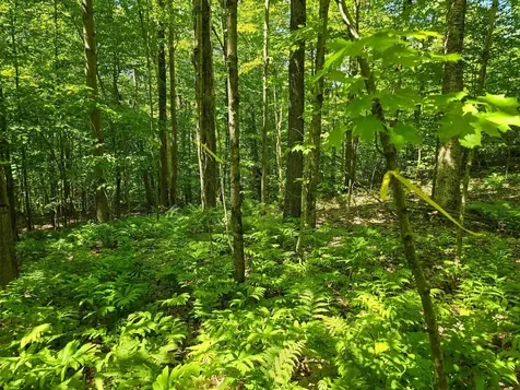 625 French Settlement Road Lincoln VT 05443