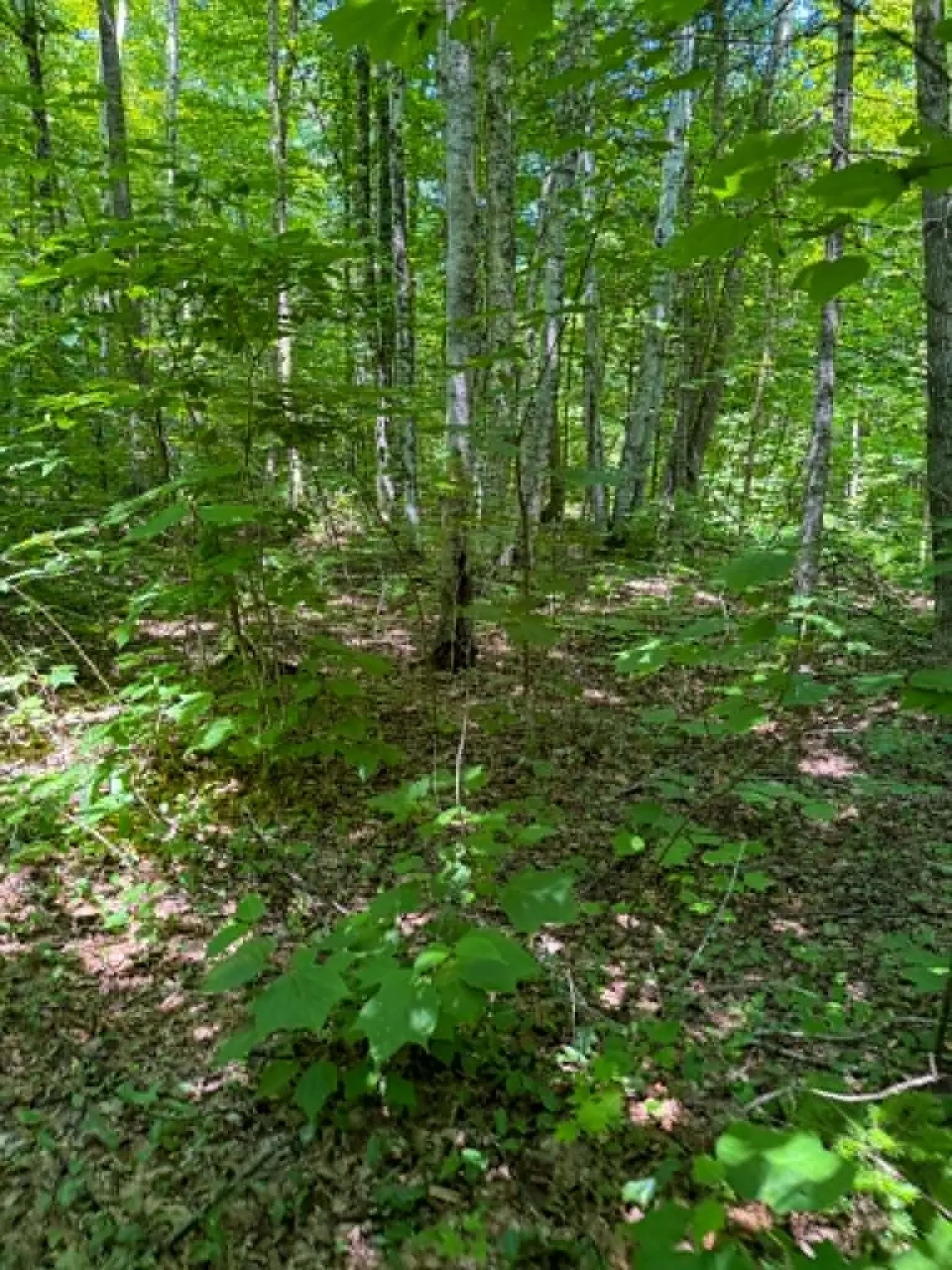 801 Red Schoolhouse Road Wheelock VT 05851