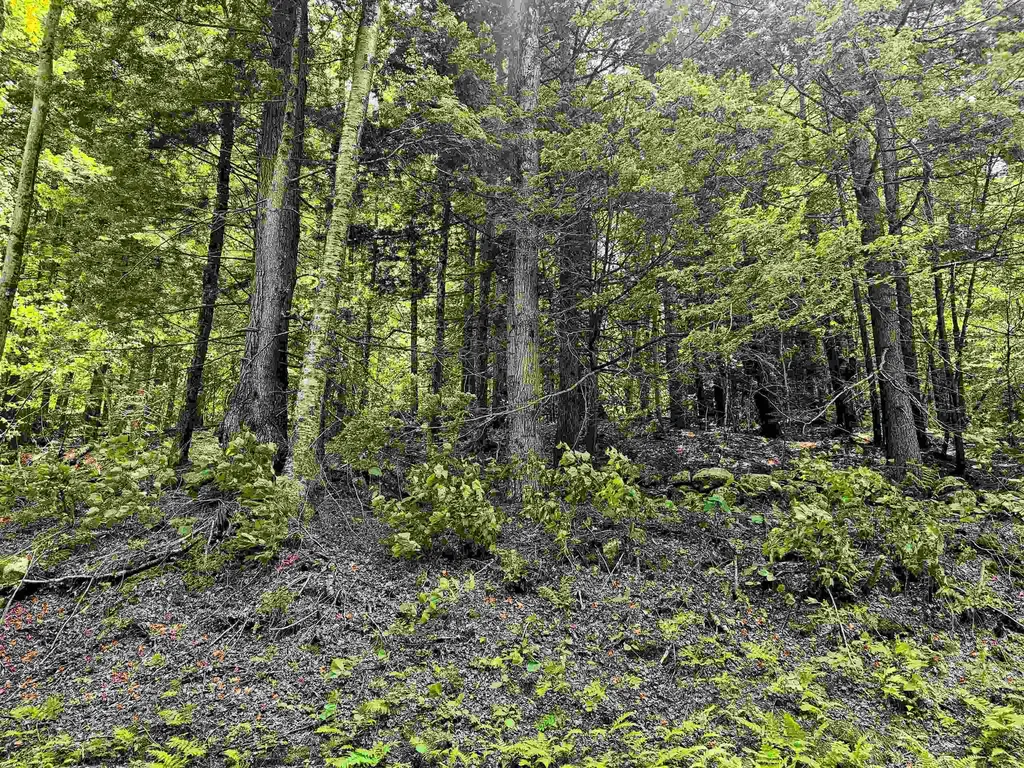 Smead Road Wardsboro VT 05355