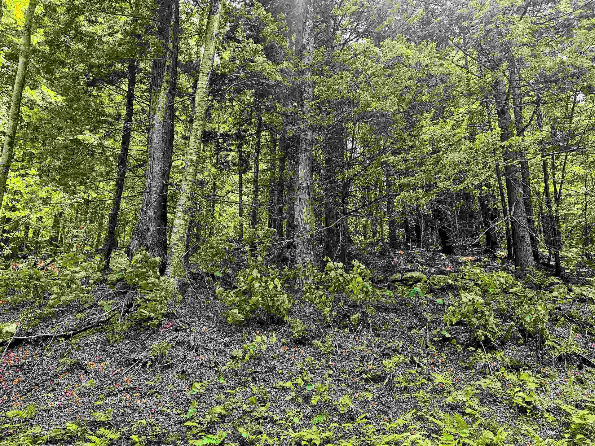 Smead Road Wardsboro VT 05355