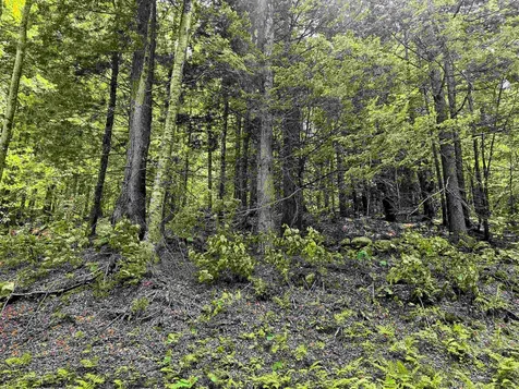 Smead Road Wardsboro VT 05355