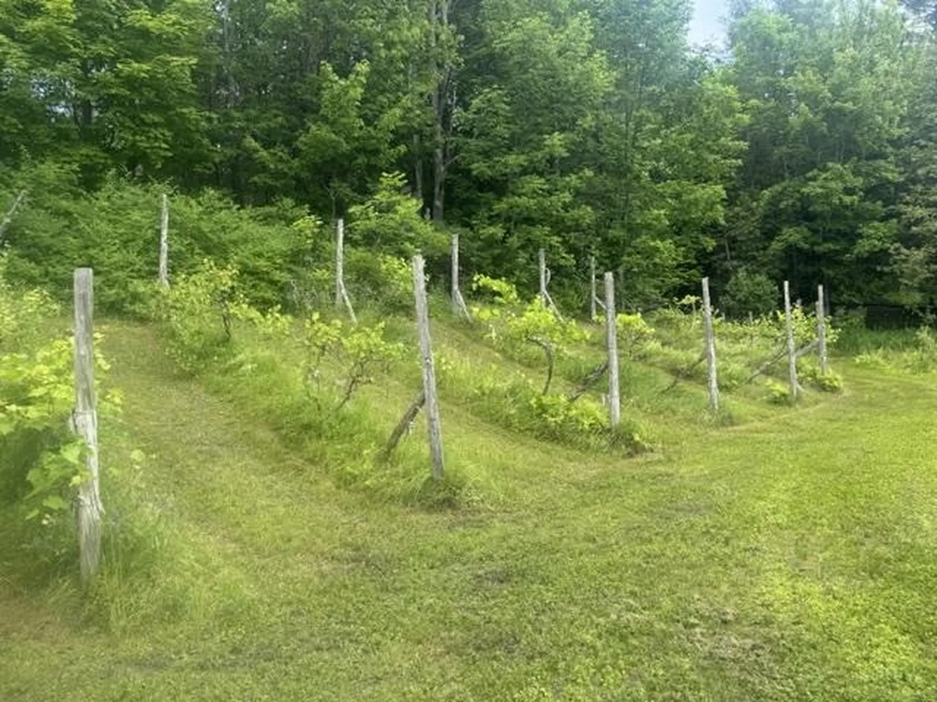 629 South Craftsbury Road Craftsbury VT 05826