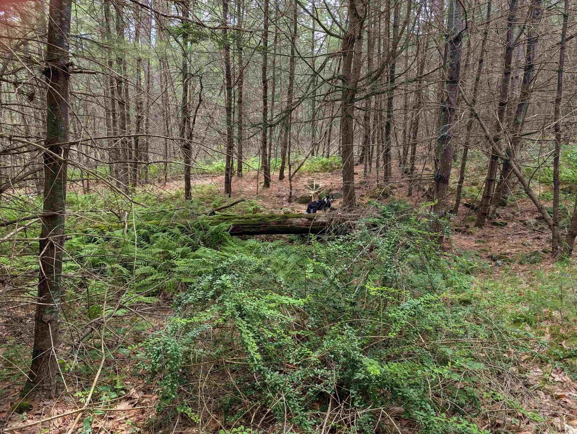 70 High Ridge Road Moultonborough NH 03254