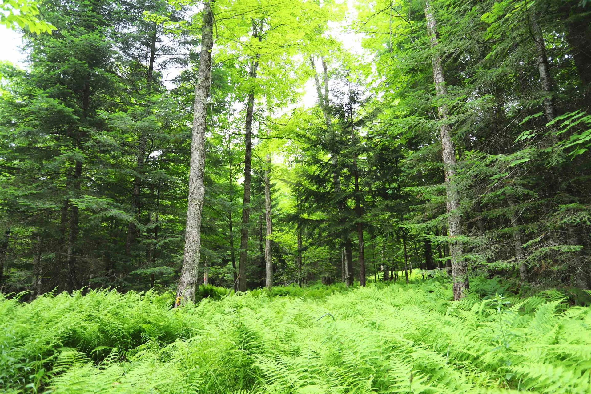 1220 Camp Winape Road Morgan VT 05829