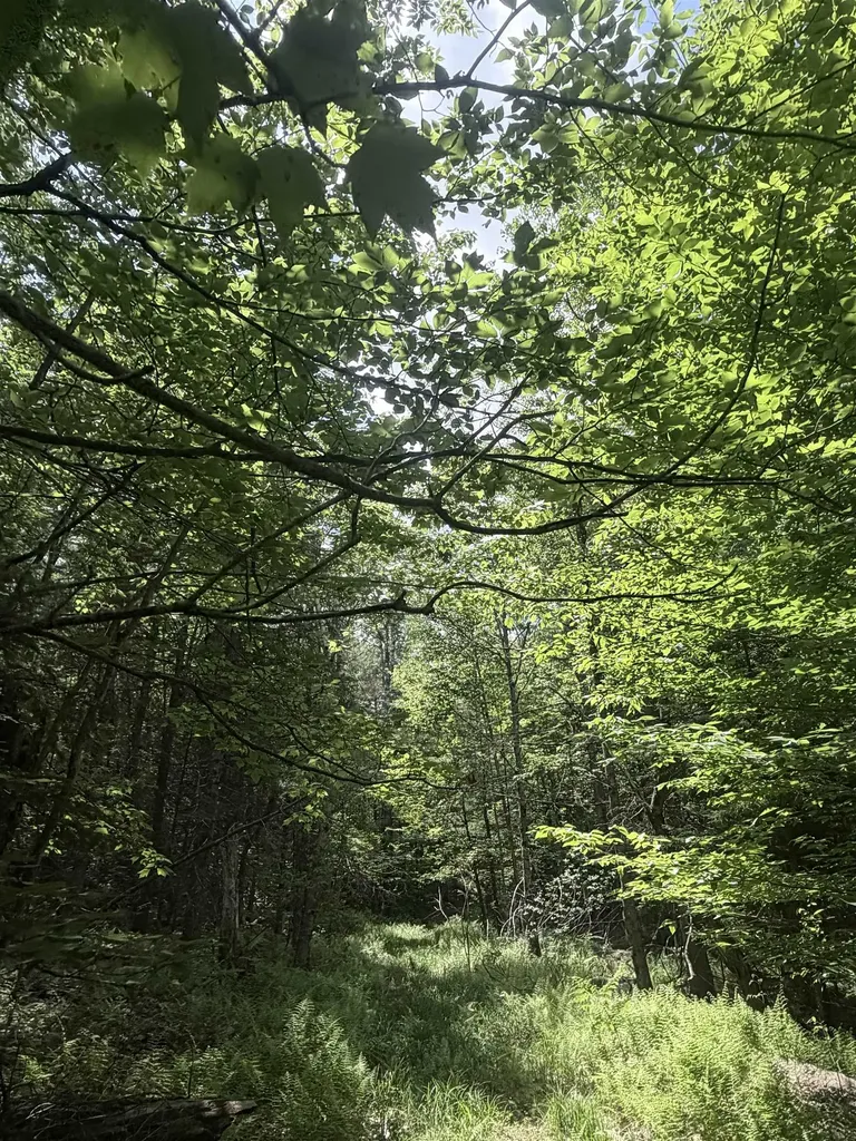 Whitcher Road Newport NH 03773