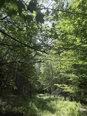 Whitcher Road Newport NH 03773