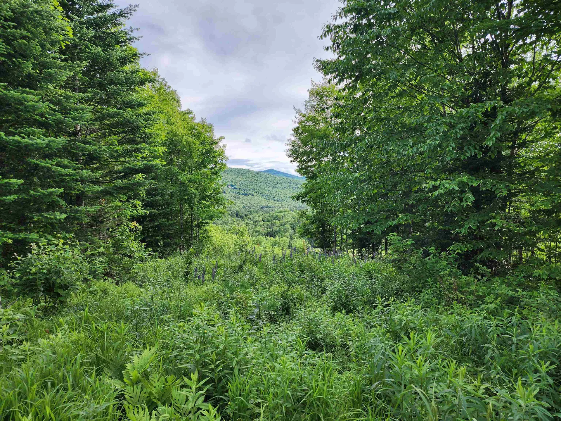 Lot 15 Ginnie Lane Errol NH 03579