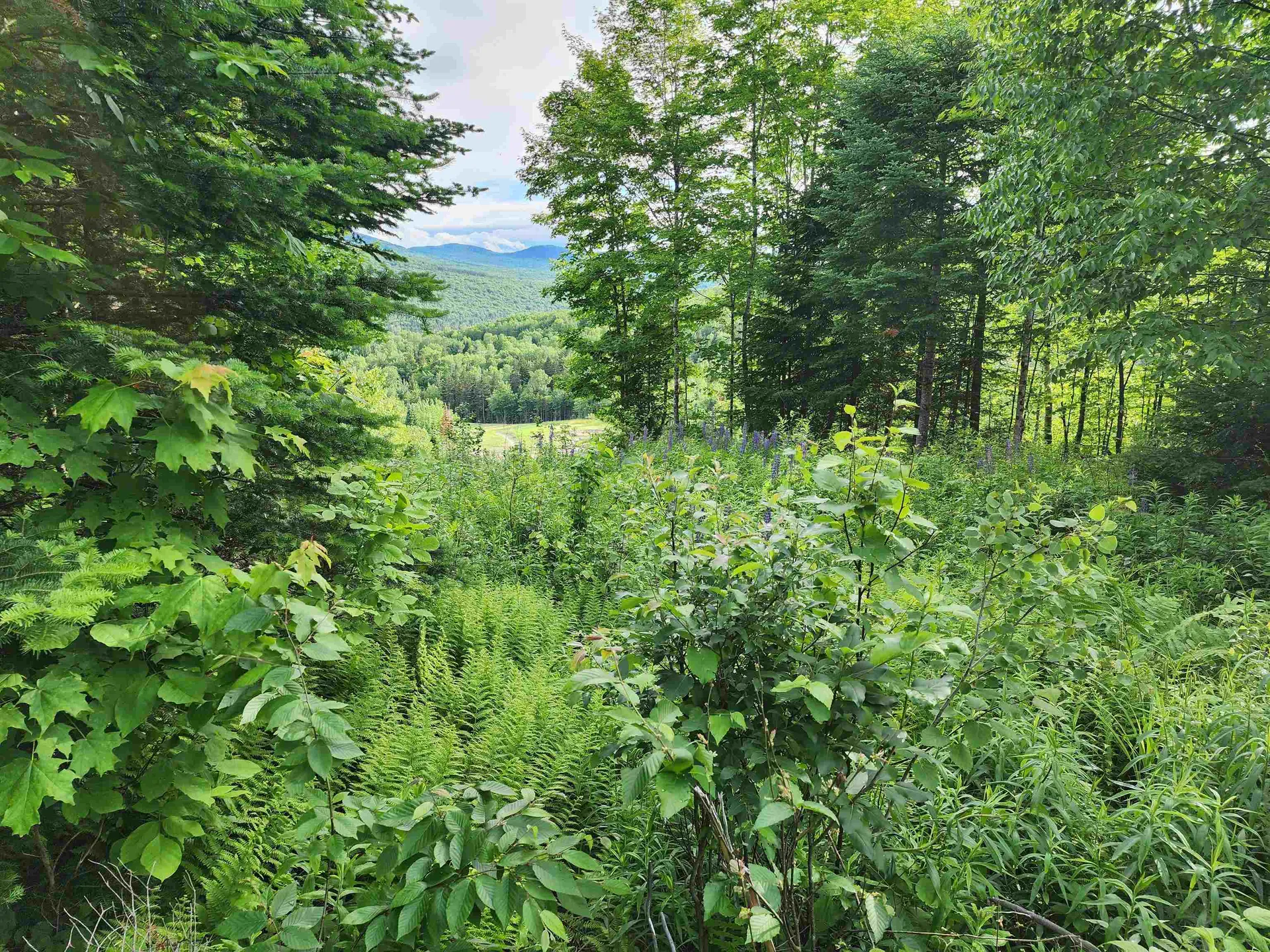 Lot 15 Ginnie Lane Errol NH 03579