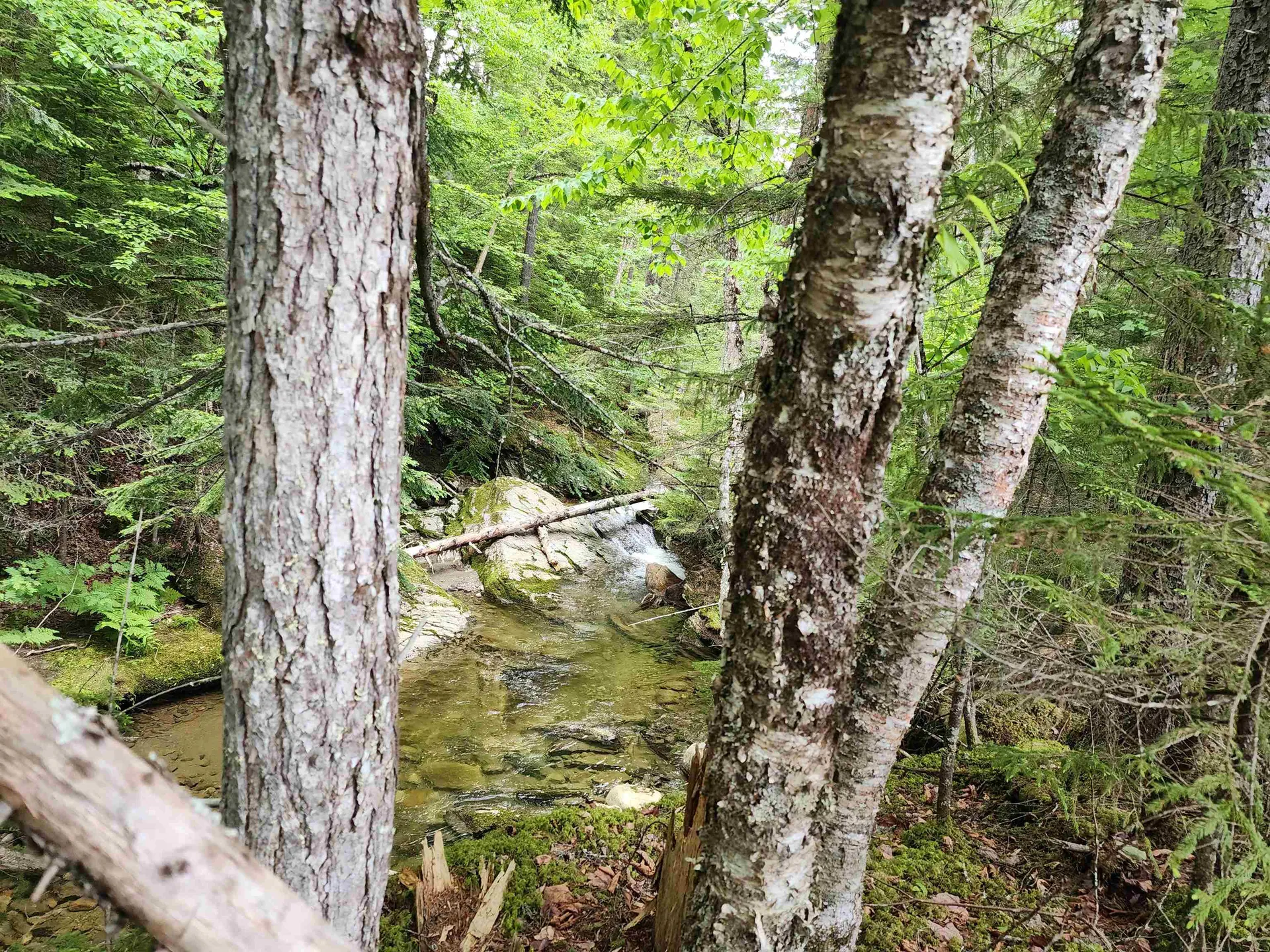 Lot 1 Ginnie Lane Errol NH 03579