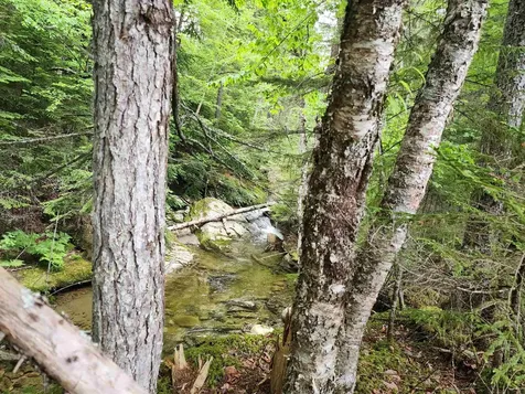 Lot 1 Ginnie Lane Errol NH 03579