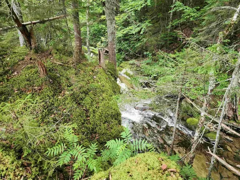 Lot 1 Ginnie Lane Errol NH 03579