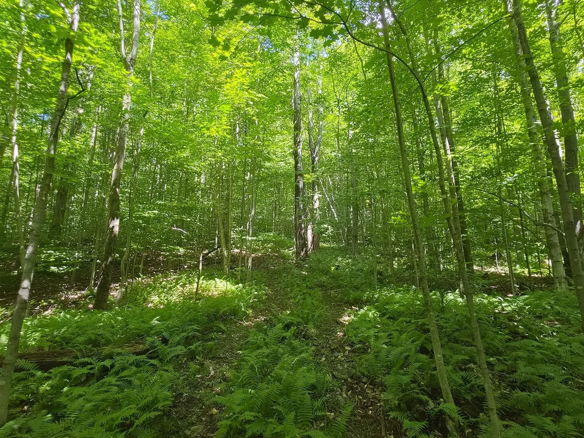 1483 Enosburg Mountain Road Enosburg VT 05450
