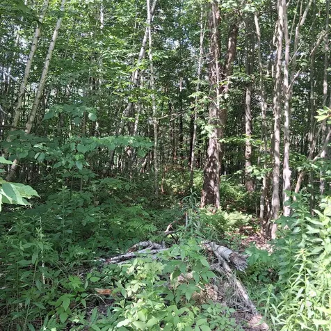 Lot 2 Ballground Road Westfield VT 05874