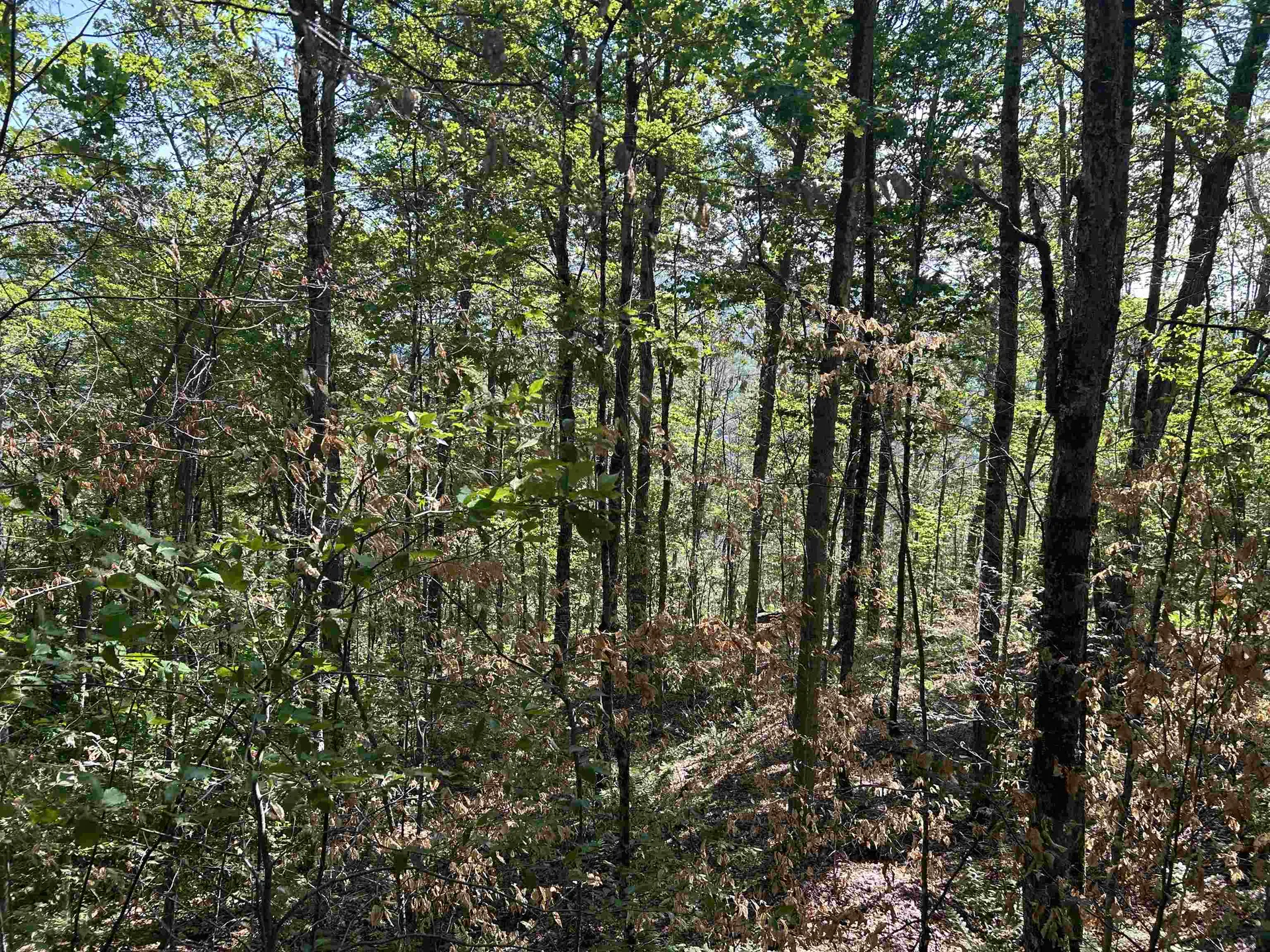 0 Rose Lane Londonderry VT 05148