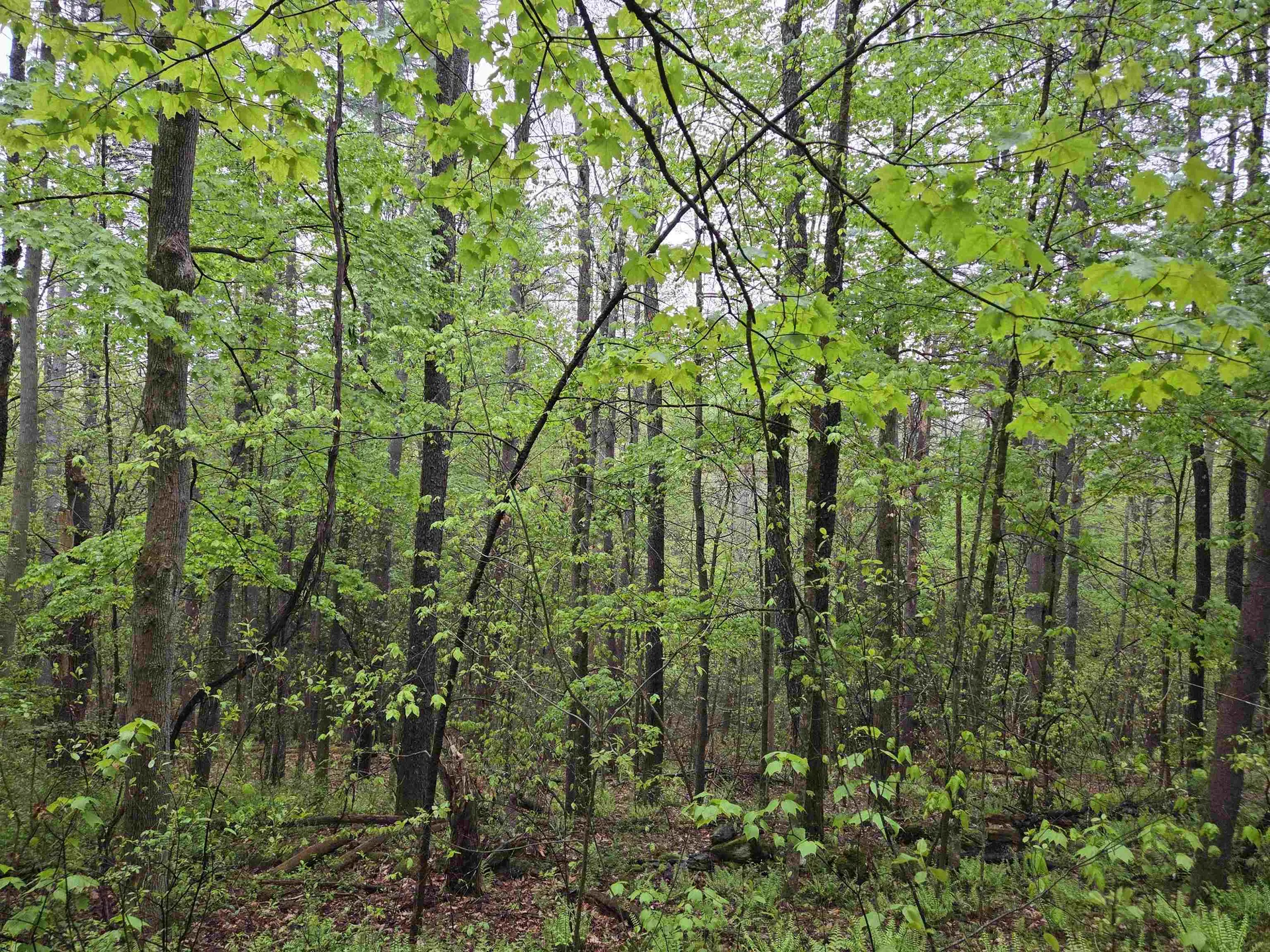 63 West Hill Putney VT 05346