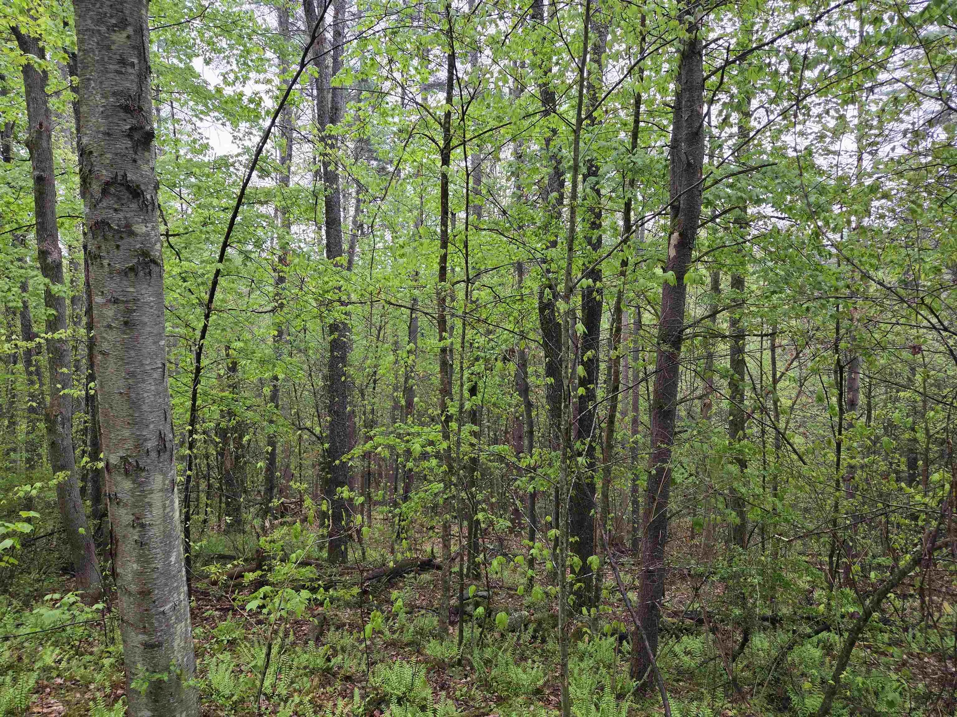63 West Hill Putney VT 05346