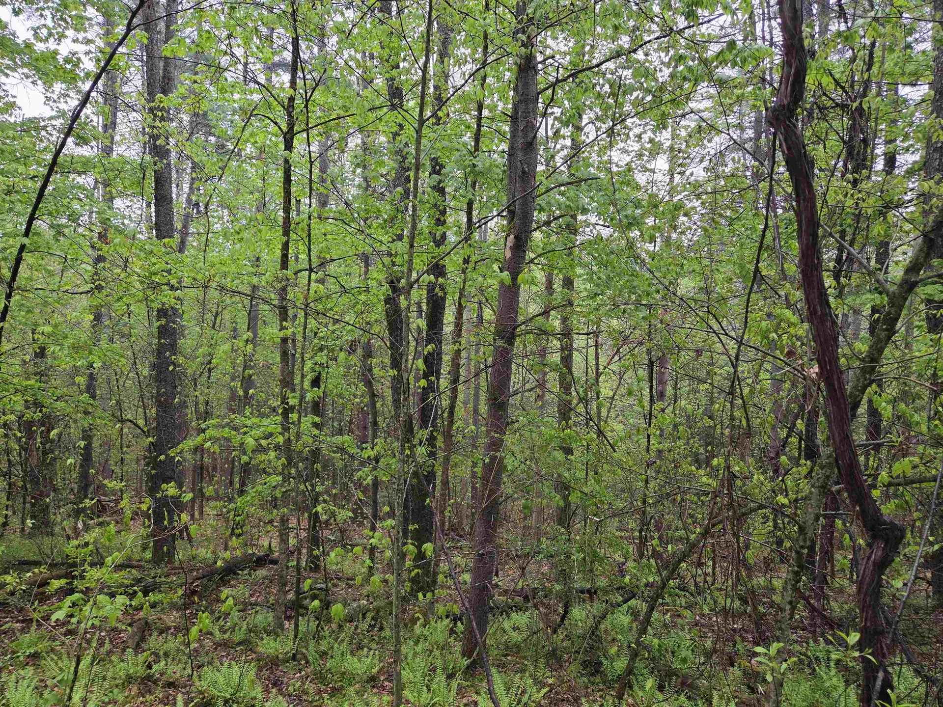 63 West Hill Putney VT 05346