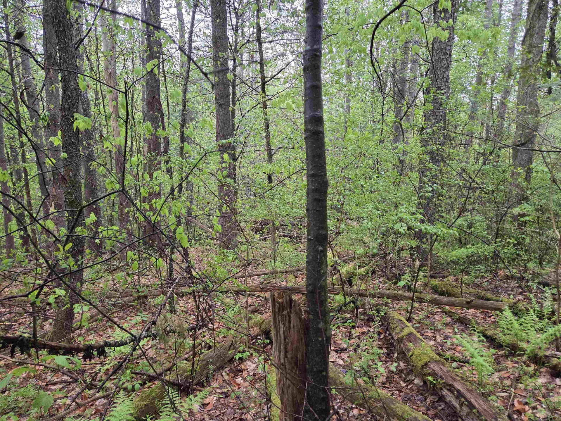 63 West Hill Putney VT 05346