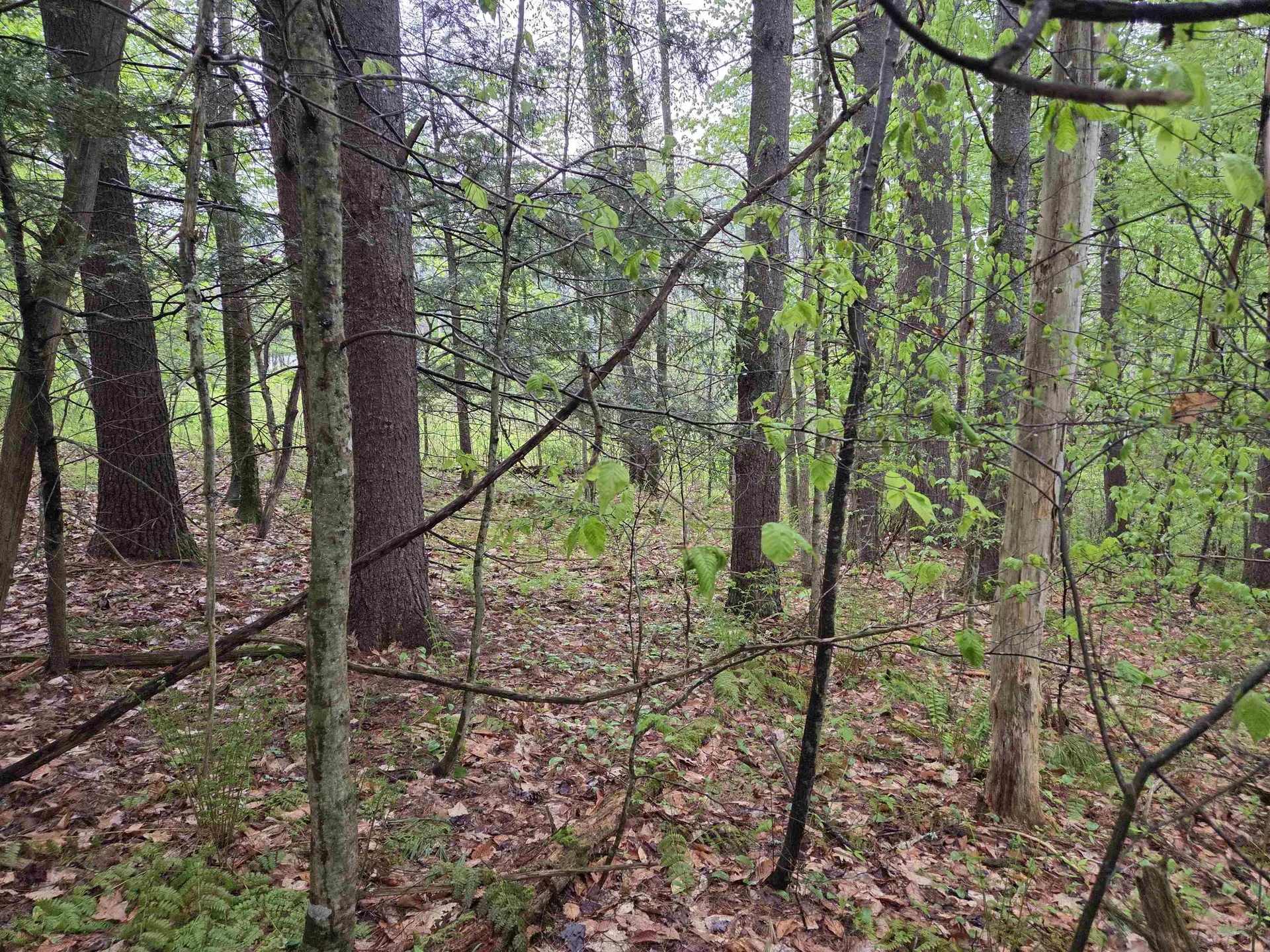 63 West Hill Putney VT 05346