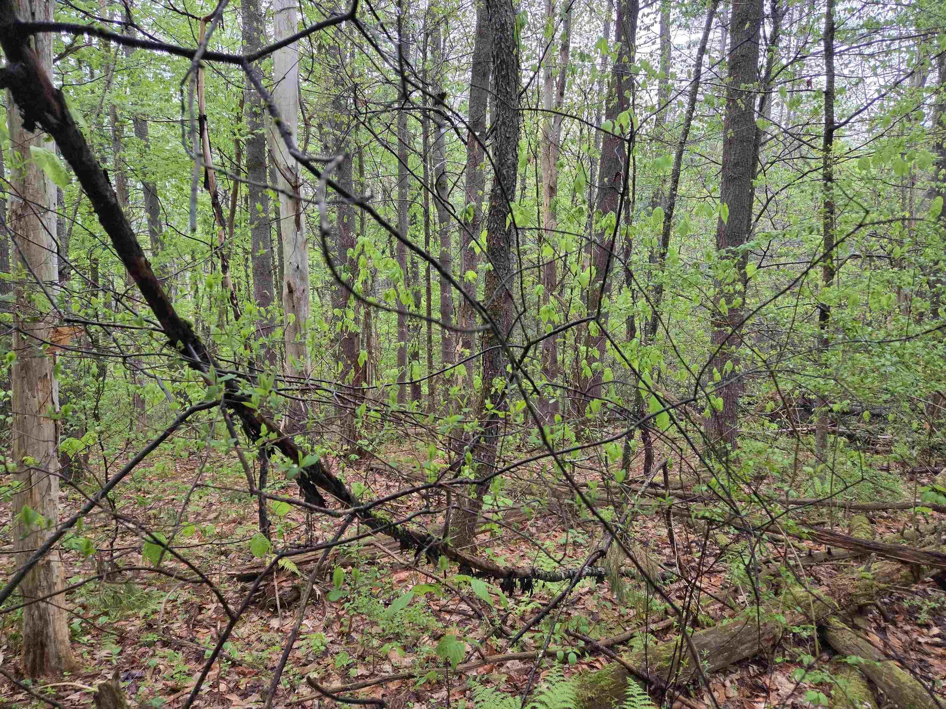 63 West Hill Putney VT 05346