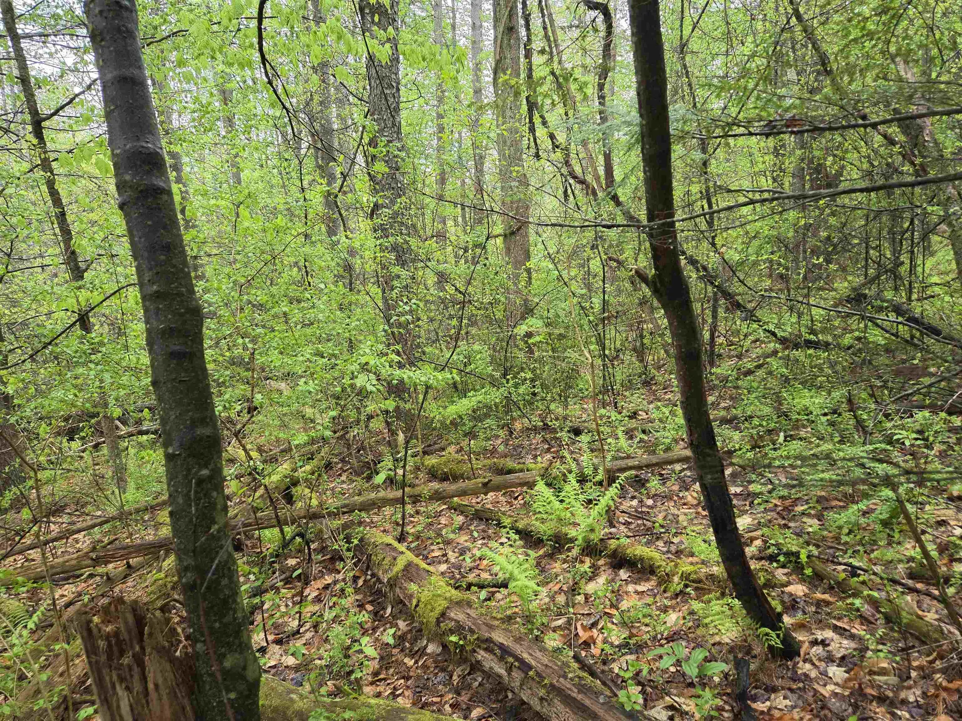 63 West Hill Putney VT 05346