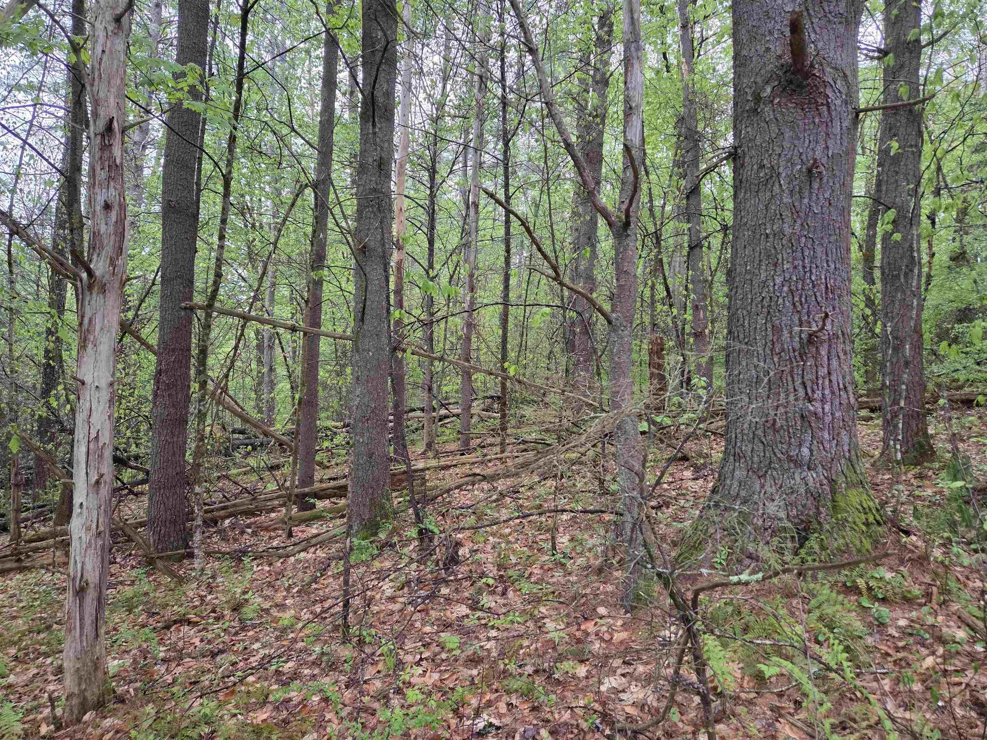 63 West Hill Putney VT 05346
