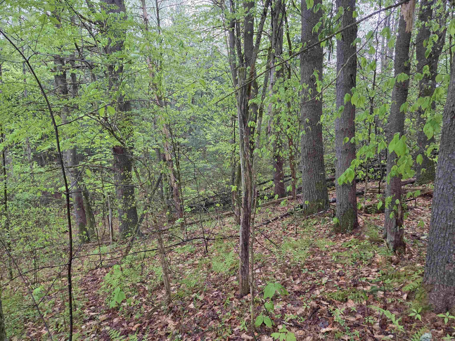 63 West Hill Putney VT 05346