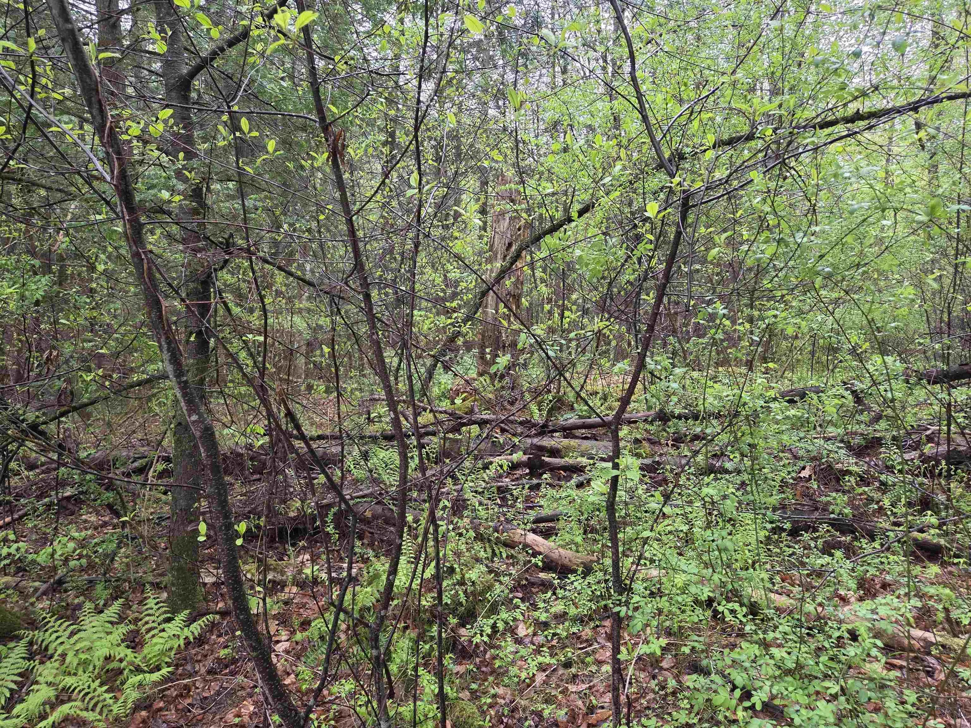 63 West Hill Putney VT 05346