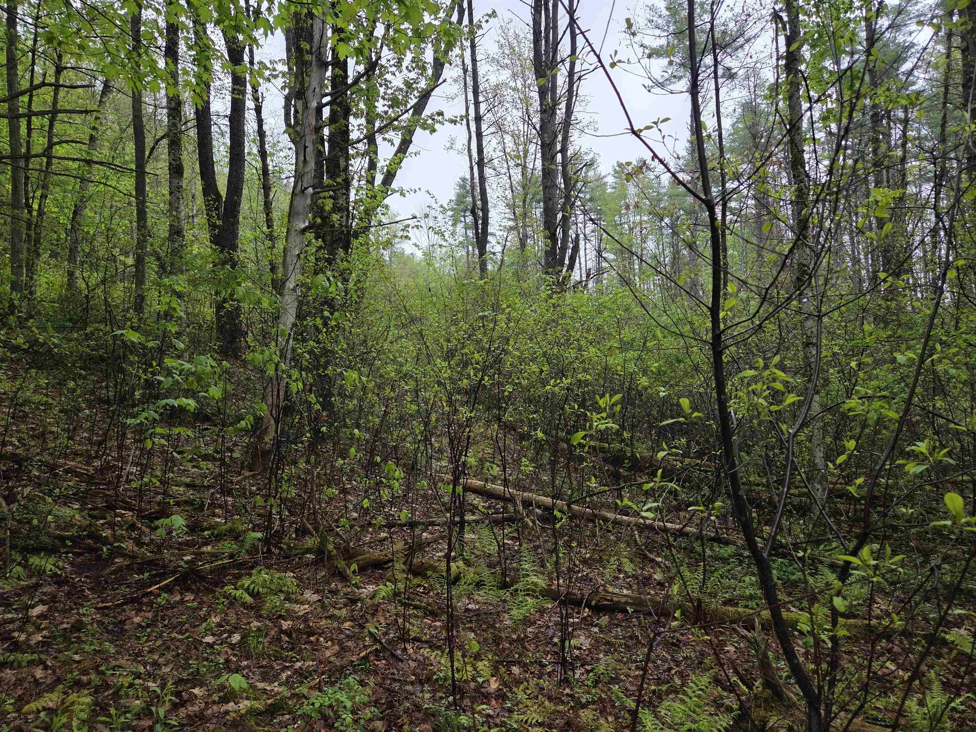 63 West Hill Putney VT 05346