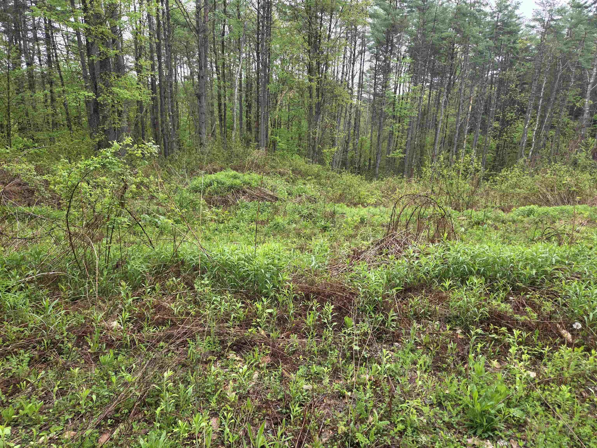 63 West Hill Putney VT 05346