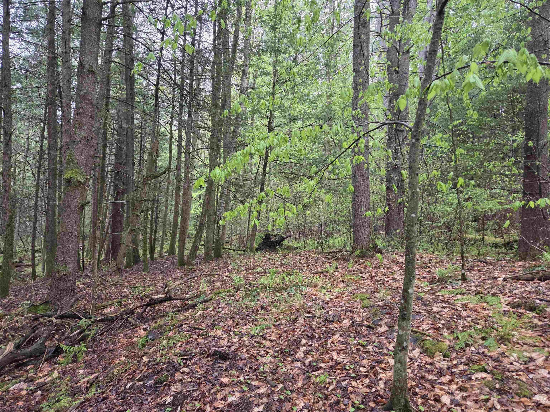 63 West Hill Putney VT 05346