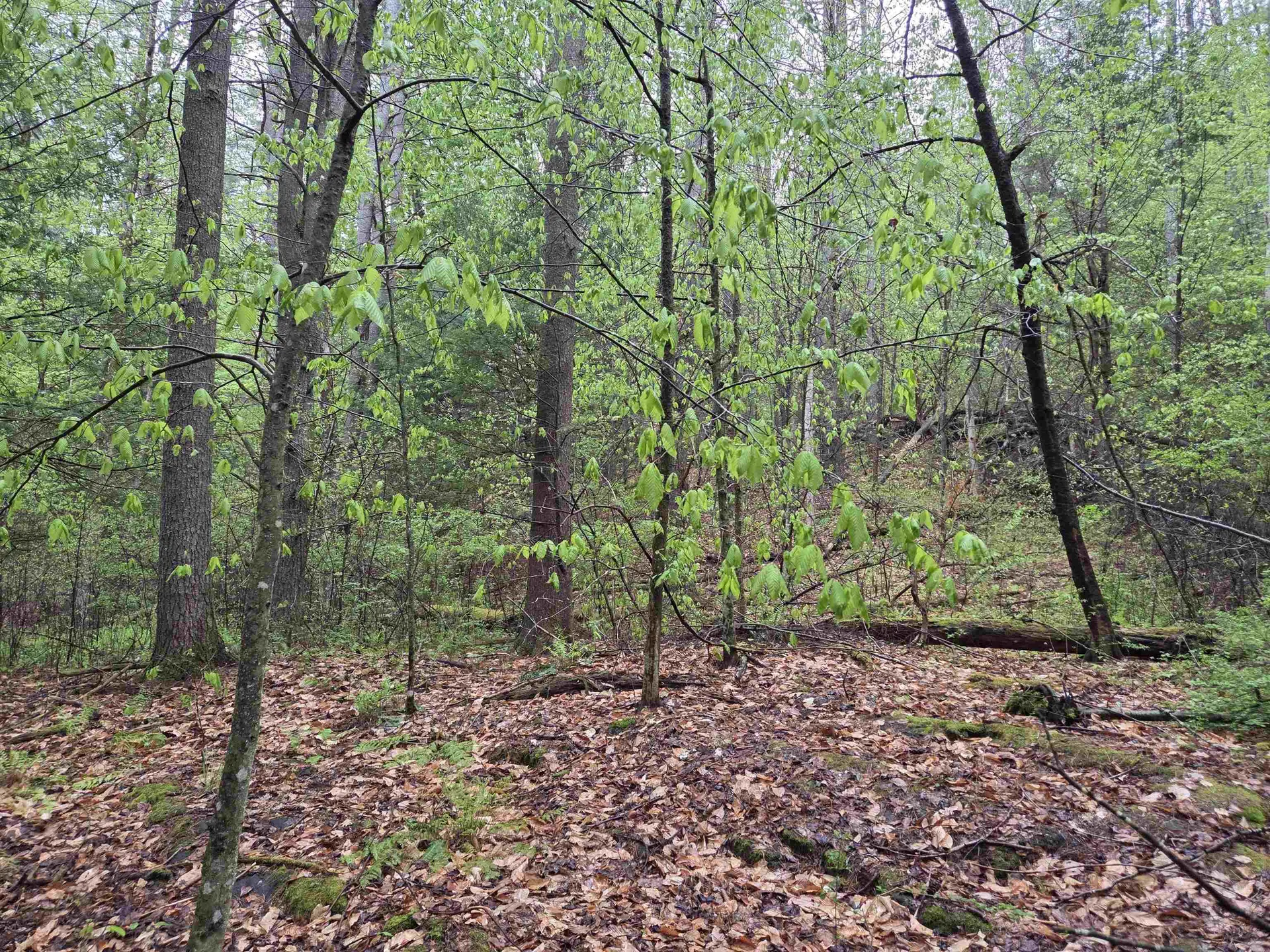 63 West Hill Putney VT 05346