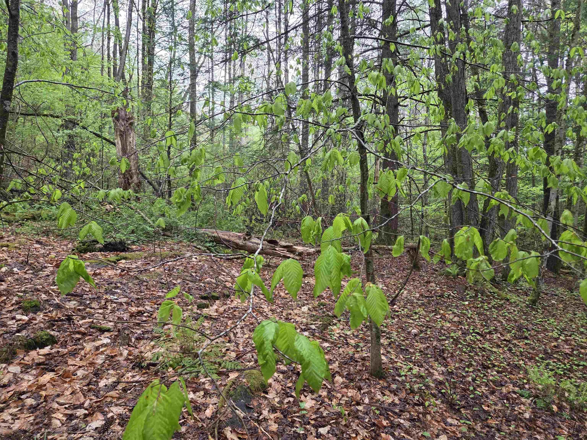 63 West Hill Putney VT 05346