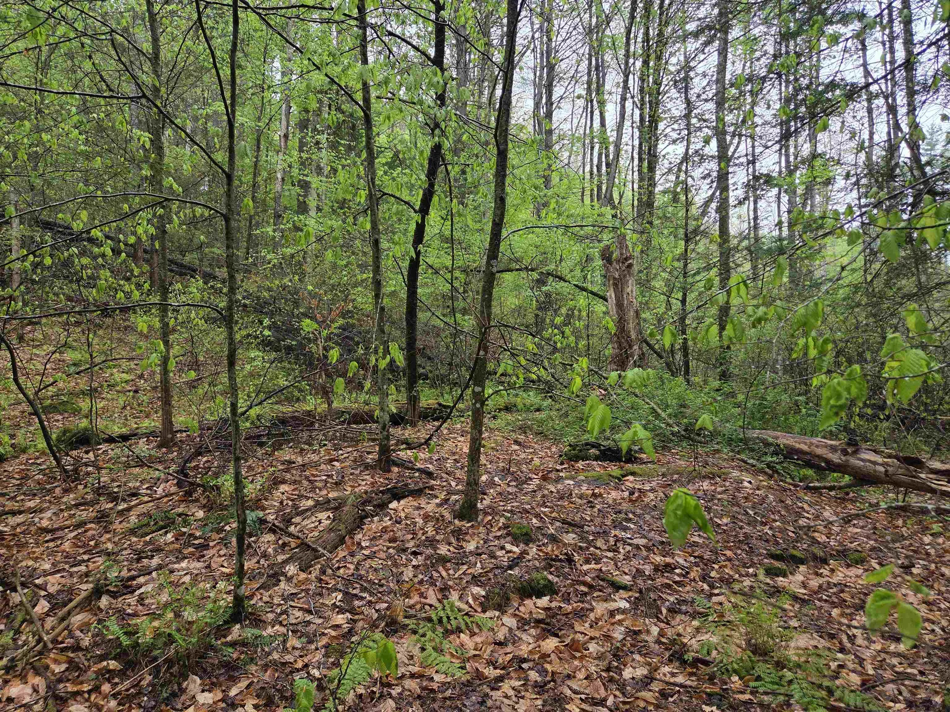 63 West Hill Putney VT 05346