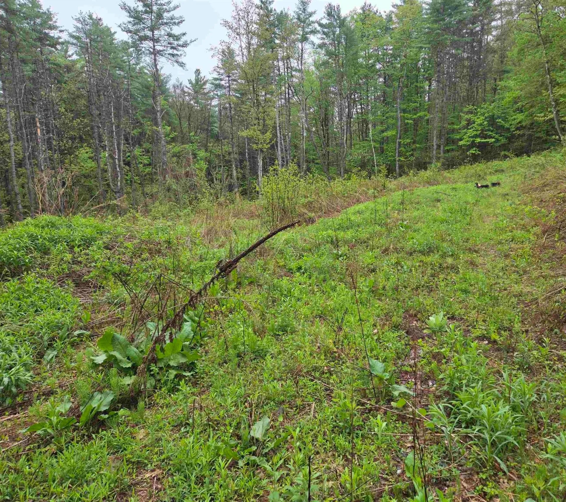 63 West Hill Putney VT 05346