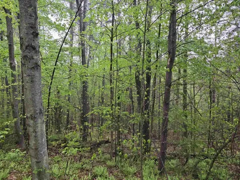 63 West Hill Putney VT 05346