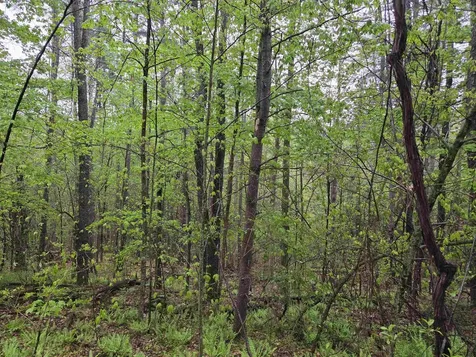 63 West Hill Putney VT 05346