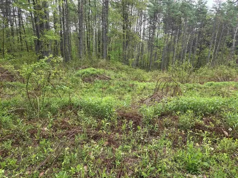 63 West Hill Putney VT 05346
